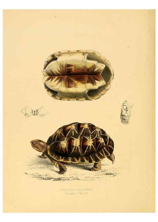 Reproducción/Reproduction 6263859292: Illustrations of the zoology of South Africa. v.3. London :Smith, Elder and Co.,1838-1849