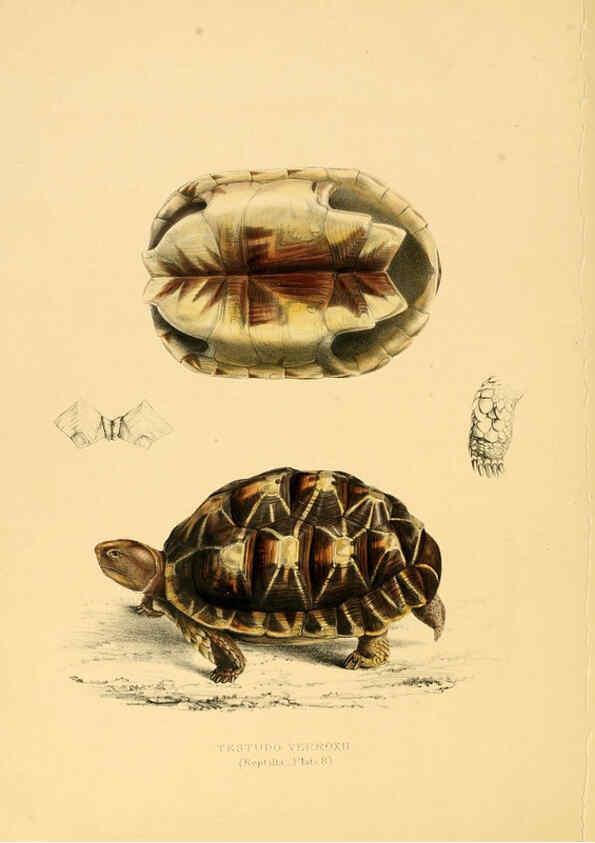 Reproducción/Reproduction 6263859292: Illustrations of the zoology of South Africa. v.3. London :Smith, Elder and Co.,1838-1849