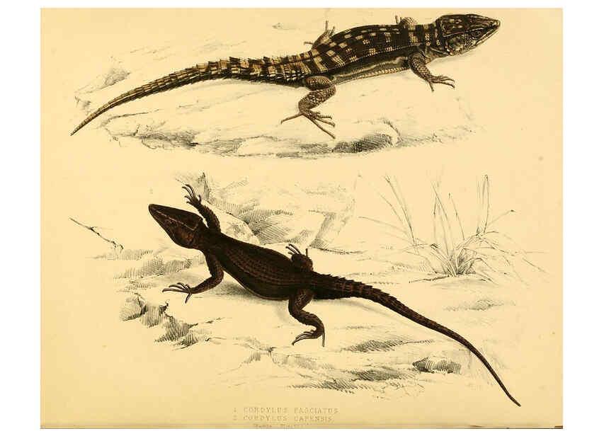 Reproducción/Reproduction 6263335739: Illustrations of the zoology of South Africa. v.3. London :Smith, Elder and Co.,1838-1849