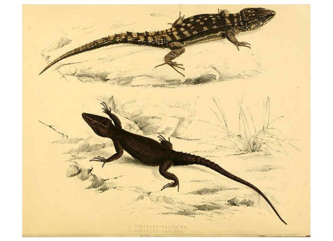 Reproducción/Reproduction 6263335739: Illustrations of the zoology of South Africa. v.3. London :Smith, Elder and Co.,1838-1849