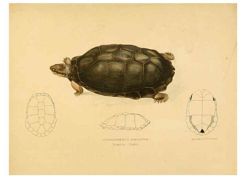 Reproducción/Reproduction 6263331143: Illustrations of the zoology of South Africa. v.3. London :Smith, Elder and Co.,1838-1849