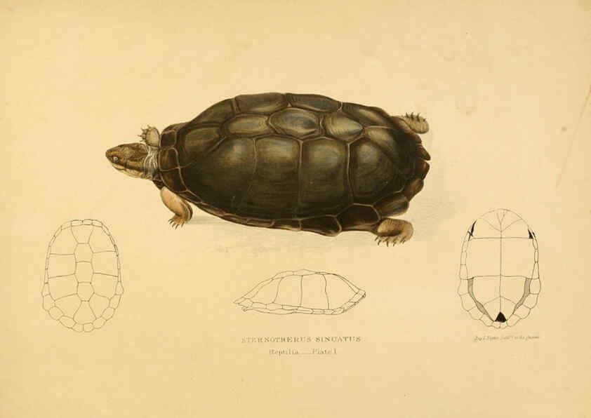 Reproducción/Reproduction 6263331143: Illustrations of the zoology of South Africa. v.3. London :Smith, Elder and Co.,1838-1849