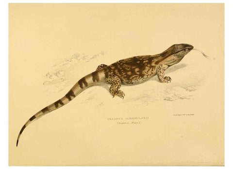 Reproducción/Reproduction 6263331293: Illustrations of the zoology of South Africa. v.3. London :Smith, Elder and Co.,1838-1849