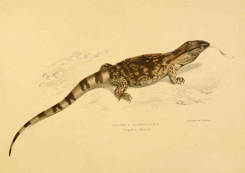 Reproducción/Reproduction 6263331293: Illustrations of the zoology of South Africa. v.3. London :Smith, Elder and Co.,1838-1849