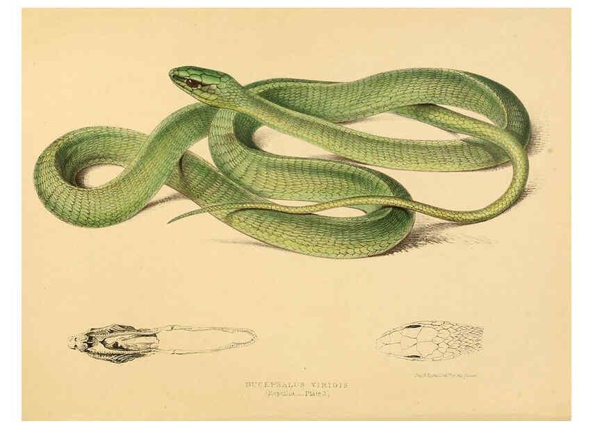 Reproducción/Reproduction 6263858468: Illustrations of the zoology of South Africa. v.3. London :Smith, Elder and Co.,1838-1849