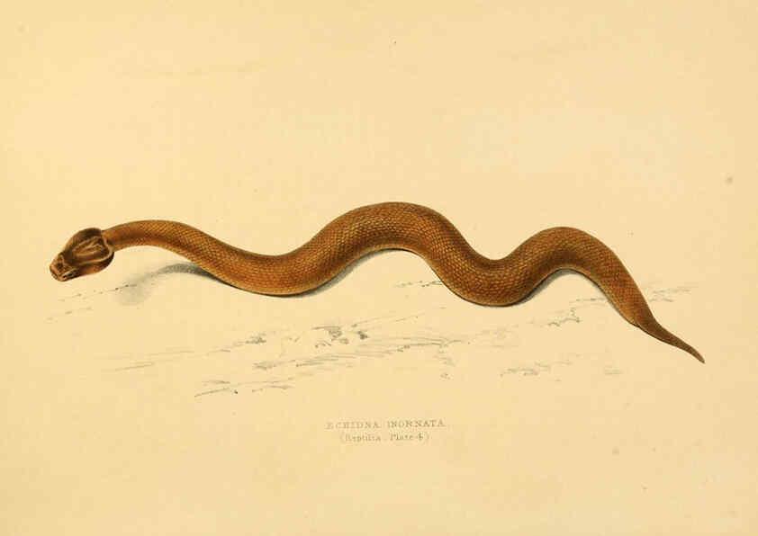 Reproducción/Reproduction 6263858644: Illustrations of the zoology of South Africa. v.3. London :Smith, Elder and Co.,1838-1849