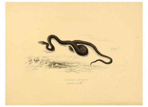 Reproducción/Reproduction 6263331773: Illustrations of the zoology of South Africa. v.3. London :Smith, Elder and Co.,1838-1849