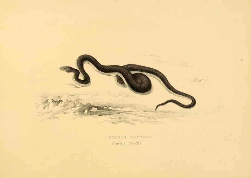 Reproducción/Reproduction 6263331773: Illustrations of the zoology of South Africa. v.3. London :Smith, Elder and Co.,1838-1849