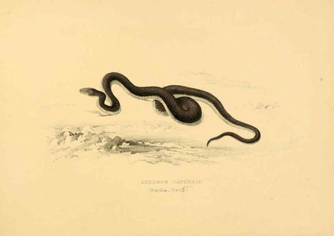 Reproducción/Reproduction 6263331773: Illustrations of the zoology of South Africa. v.3. London :Smith, Elder and Co.,1838-1849