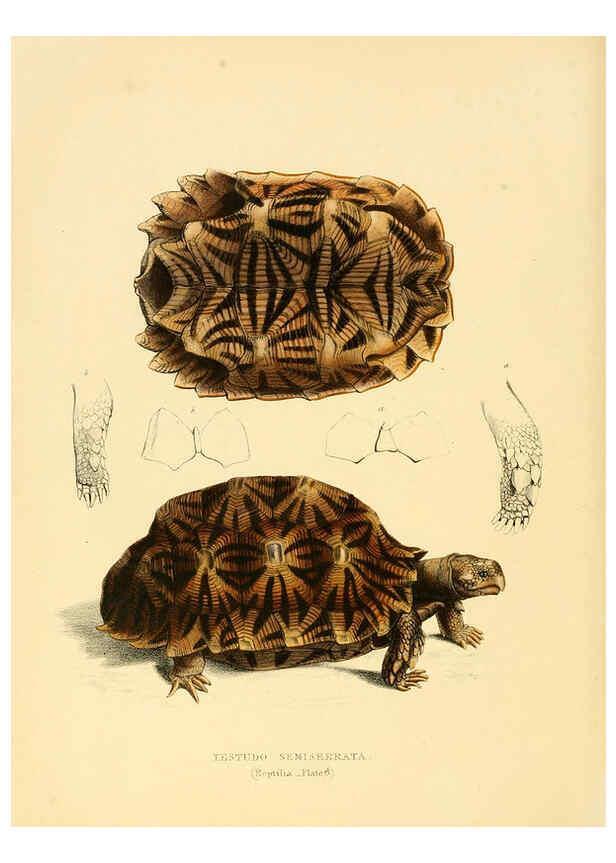 Reproducción/Reproduction 6263858976: Illustrations of the zoology of South Africa. v.3. London :Smith, Elder and Co.,1838-1849