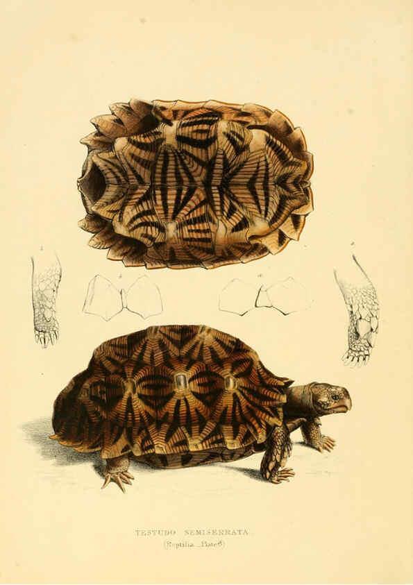 Reproducción/Reproduction 6263858976: Illustrations of the zoology of South Africa. v.3. London :Smith, Elder and Co.,1838-1849