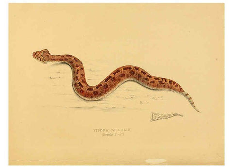 Reproducción/Reproduction 6263859120: Illustrations of the zoology of South Africa. v.3. London :Smith, Elder and Co.,1838-1849