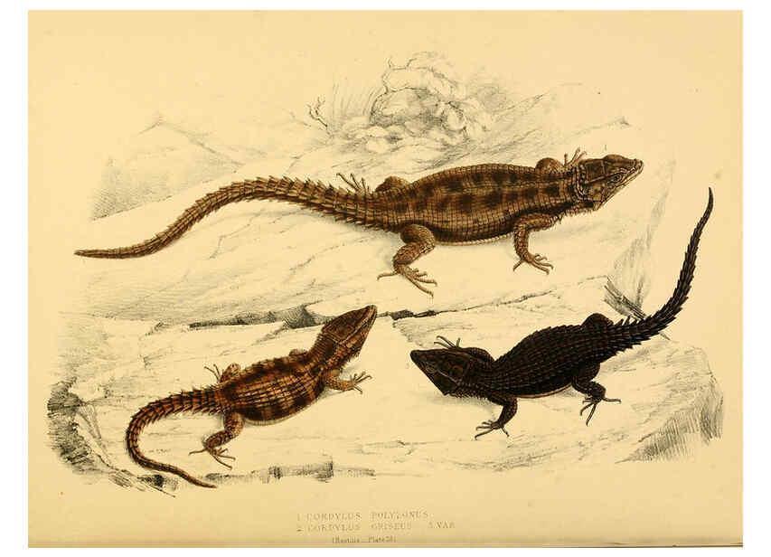 Reproducción/Reproduction 6263862902: Illustrations of the zoology of South Africa. v.3. London :Smith, Elder and Co.,1838-1849