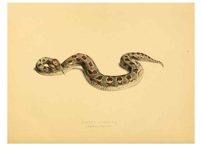 Reproducción/Reproduction 6263336405: Illustrations of the zoology of South Africa. v.3. London :Smith, Elder and Co.,1838-1849