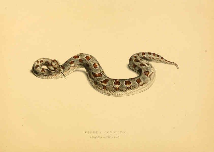 Reproducción/Reproduction 6263336405: Illustrations of the zoology of South Africa. v.3. London :Smith, Elder and Co.,1838-1849