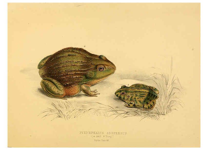 Reproducción/Reproduction 6263339435: Illustrations of the zoology of South Africa. v.3. London :Smith, Elder and Co.,1838-1849