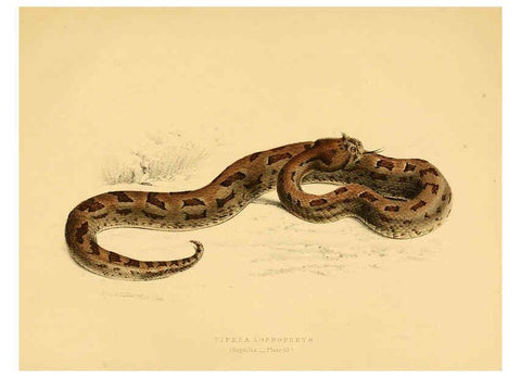 Reproducción/Reproduction 6263863570: Illustrations of the zoology of South Africa. v.3. London :Smith, Elder and Co.,1838-1849