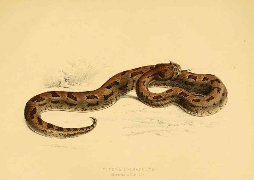 Reproducción/Reproduction 6263863570: Illustrations of the zoology of South Africa. v.3. London :Smith, Elder and Co.,1838-1849