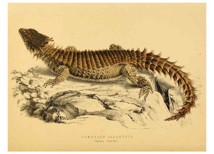 Reproducción/Reproduction 6263863952: Illustrations of the zoology of South Africa. v.3. London :Smith, Elder and Co.,1838-1849