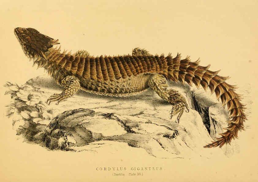 Reproducción/Reproduction 6263863952: Illustrations of the zoology of South Africa. v.3. London :Smith, Elder and Co.,1838-1849