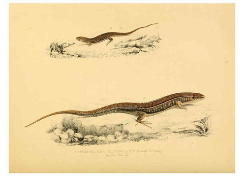 Reproducción/Reproduction 6263337185: Illustrations of the zoology of South Africa. v.3. London :Smith, Elder and Co.,1838-1849