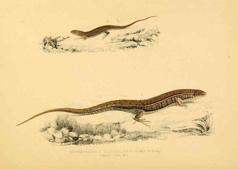 Reproducción/Reproduction 6263337185: Illustrations of the zoology of South Africa. v.3. London :Smith, Elder and Co.,1838-1849