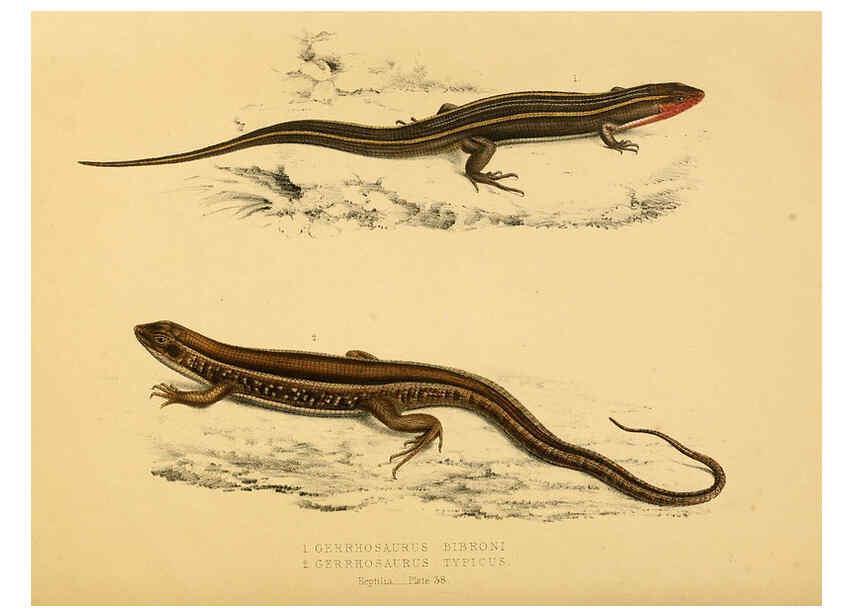 Reproducción/Reproduction 6263864454: Illustrations of the zoology of South Africa. v.3. London :Smith, Elder and Co.,1838-1849