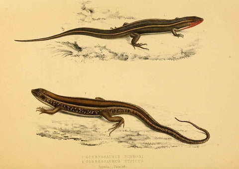 Reproducción/Reproduction 6263864454: Illustrations of the zoology of South Africa. v.3. London :Smith, Elder and Co.,1838-1849