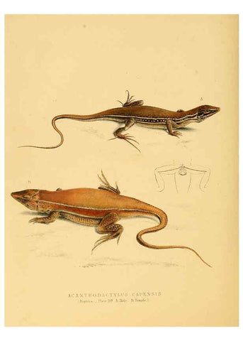 Reproducción/Reproduction 6263864600: Illustrations of the zoology of South Africa. v.3. London :Smith, Elder and Co.,1838-1849