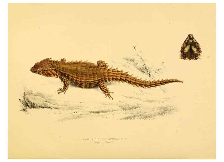 Reproducción/Reproduction 6263863080: Illustrations of the zoology of South Africa. v.3. London :Smith, Elder and Co.,1838-1849