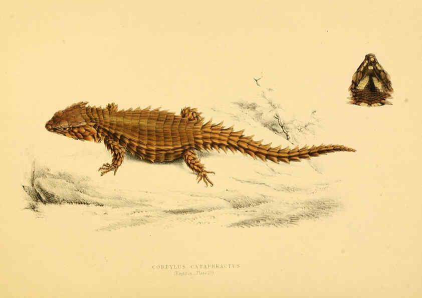 Reproducción/Reproduction 6263863080: Illustrations of the zoology of South Africa. v.3. London :Smith, Elder and Co.,1838-1849