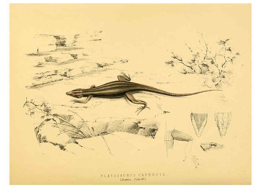 Reproducción/Reproduction 6263337715: Illustrations of the zoology of South Africa. v.3. London :Smith, Elder and Co.,1838-1849