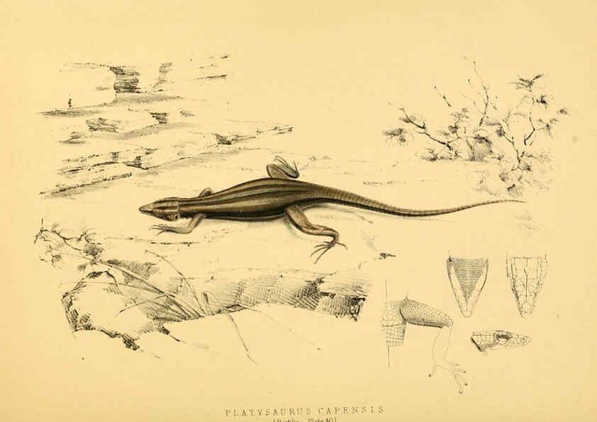 Reproducción/Reproduction 6263337715: Illustrations of the zoology of South Africa. v.3. London :Smith, Elder and Co.,1838-1849