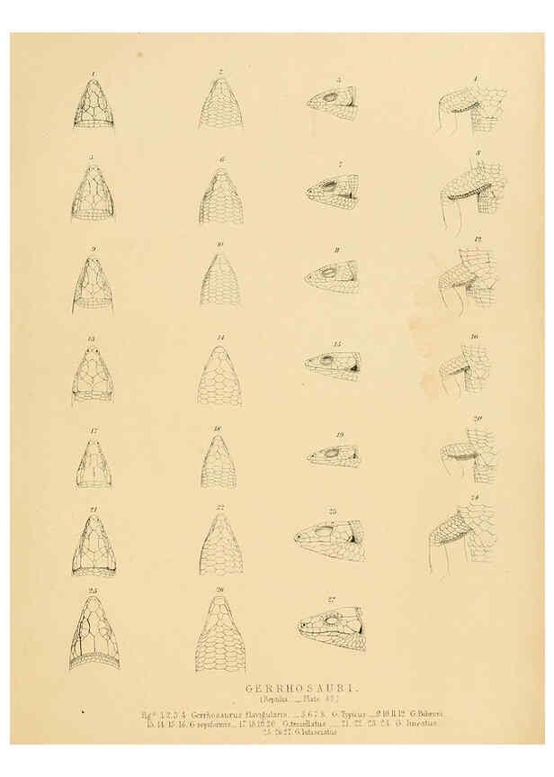 Reproducción/Reproduction 6263338143: Illustrations of the zoology of South Africa. v.3. London :Smith, Elder and Co.,1838-1849