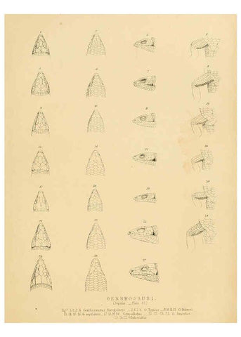 Reproducción/Reproduction 6263338143: Illustrations of the zoology of South Africa. v.3. London :Smith, Elder and Co.,1838-1849