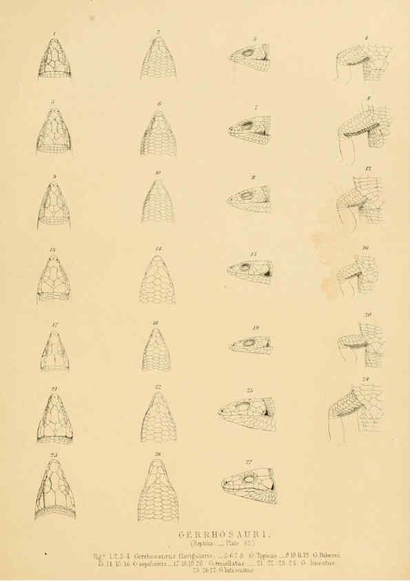 Reproducción/Reproduction 6263338143: Illustrations of the zoology of South Africa. v.3. London :Smith, Elder and Co.,1838-1849