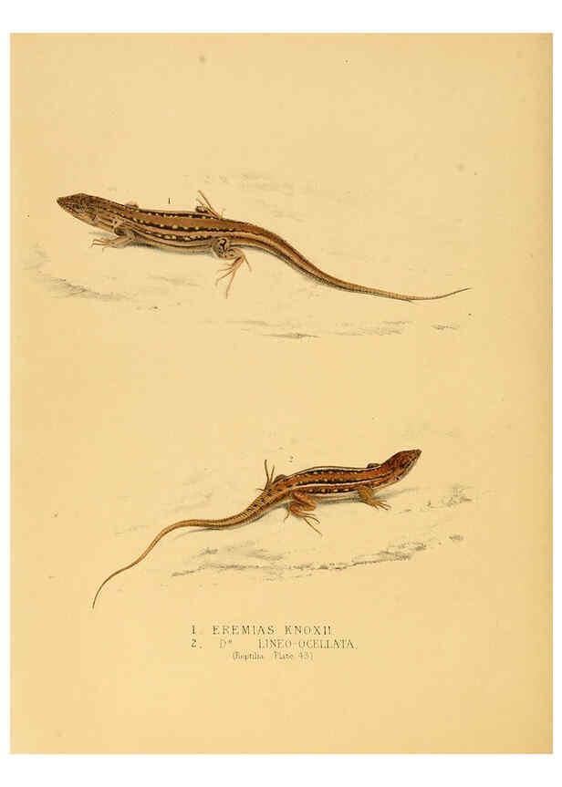 Reproducción/Reproduction 6263338297: Illustrations of the zoology of South Africa. v.3. London :Smith, Elder and Co.,1838-1849