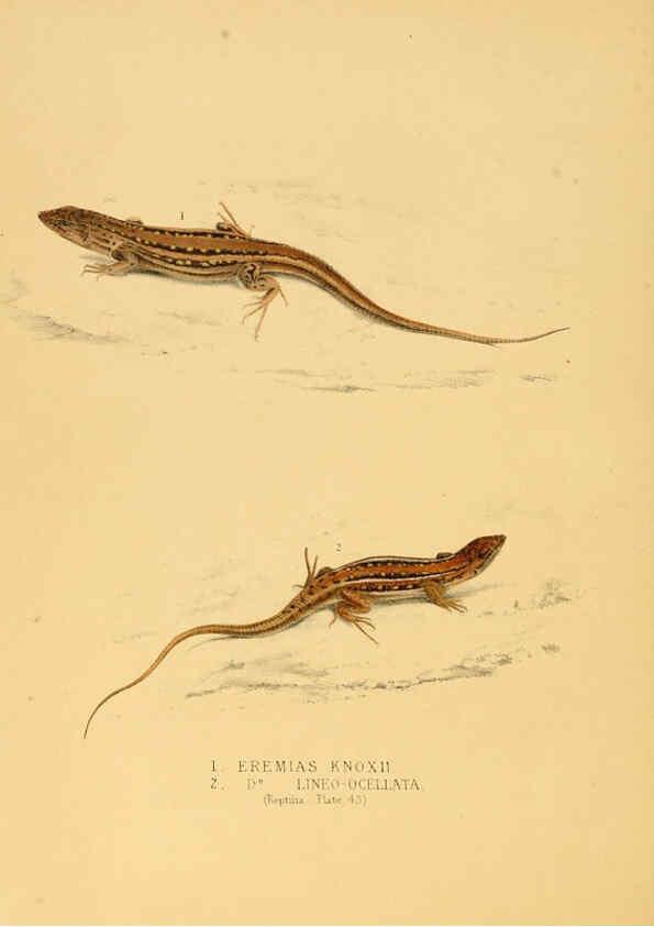 Reproducción/Reproduction 6263338297: Illustrations of the zoology of South Africa. v.3. London :Smith, Elder and Co.,1838-1849