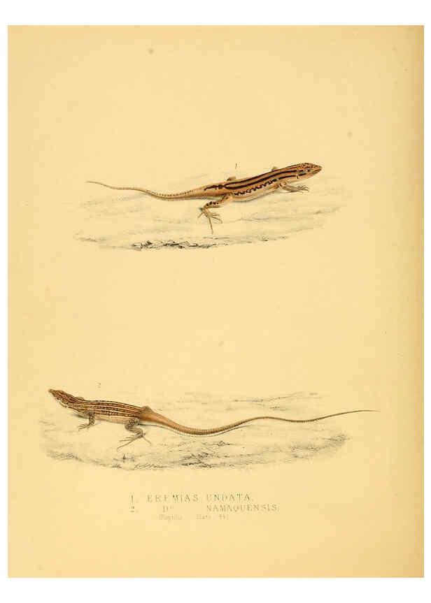 Reproducción/Reproduction 6263338529: Illustrations of the zoology of South Africa. v.3. London :Smith, Elder and Co.,1838-1849