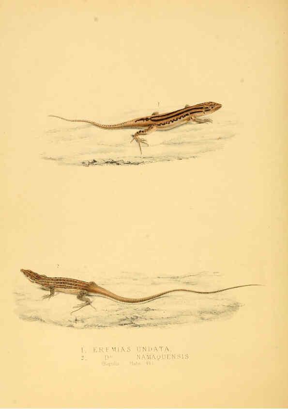 Reproducción/Reproduction 6263338529: Illustrations of the zoology of South Africa. v.3. London :Smith, Elder and Co.,1838-1849