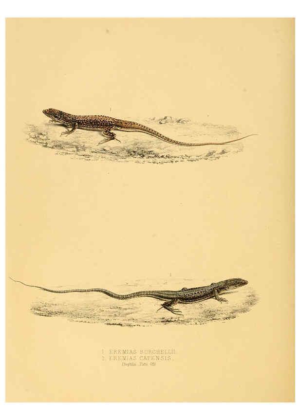 Reproducción/Reproduction 6263338705: Illustrations of the zoology of South Africa. v.3. London :Smith, Elder and Co.,1838-1849