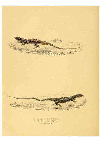 Reproducción/Reproduction 6263338705: Illustrations of the zoology of South Africa. v.3. London :Smith, Elder and Co.,1838-1849