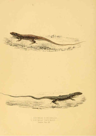 Reproducción/Reproduction 6263338705: Illustrations of the zoology of South Africa. v.3. London :Smith, Elder and Co.,1838-1849