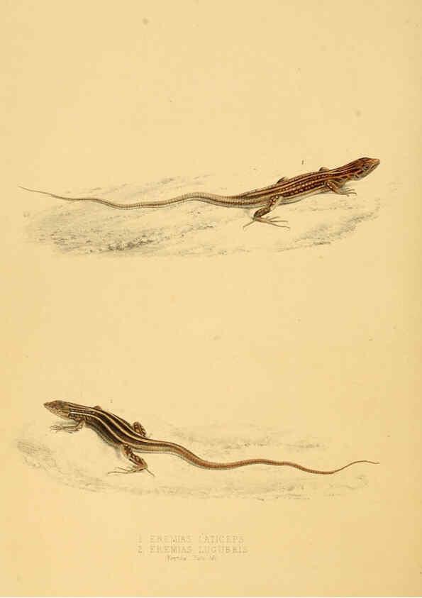 Reproducción/Reproduction 6263338851: Illustrations of the zoology of South Africa. v.3. London :Smith, Elder and Co.,1838-1849