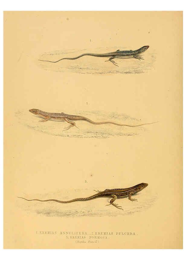 Reproducción/Reproduction 6263866156: Illustrations of the zoology of South Africa. v.3. London :Smith, Elder and Co.,1838-1849