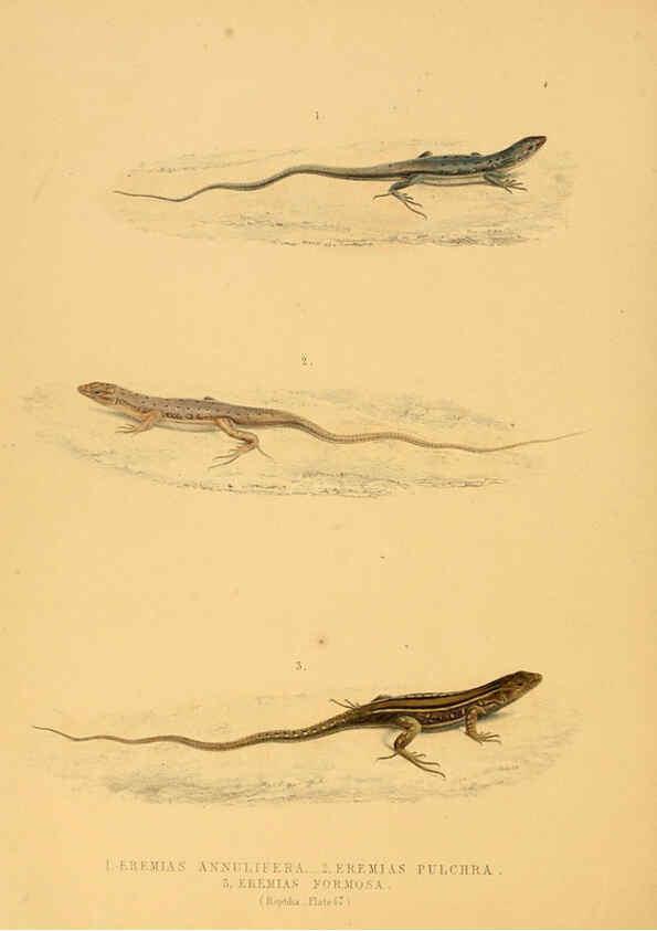 Reproducción/Reproduction 6263866156: Illustrations of the zoology of South Africa. v.3. London :Smith, Elder and Co.,1838-1849