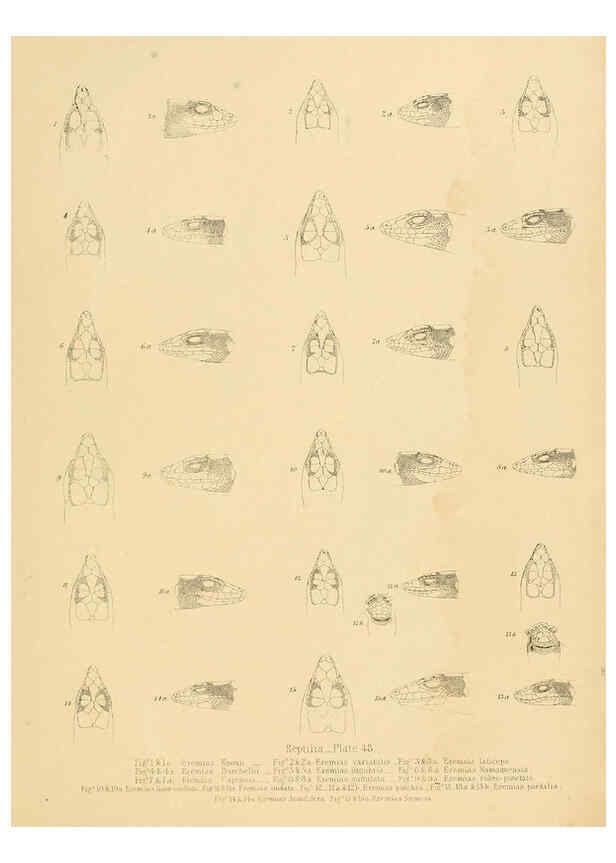 Reproducción/Reproduction 6263866358: Illustrations of the zoology of South Africa. v.3. London :Smith, Elder and Co.,1838-1849