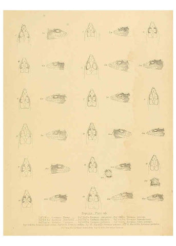 Reproducción/Reproduction 6263866358: Illustrations of the zoology of South Africa. v.3. London :Smith, Elder and Co.,1838-1849