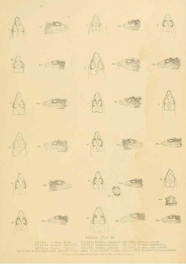 Reproducción/Reproduction 6263866358: Illustrations of the zoology of South Africa. v.3. London :Smith, Elder and Co.,1838-1849