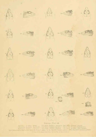 Reproducción/Reproduction 6263866358: Illustrations of the zoology of South Africa. v.3. London :Smith, Elder and Co.,1838-1849